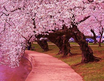 赏樱盛宴日本本州全景7日赏樱之旅